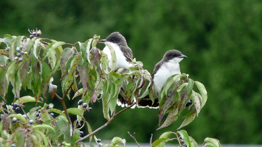 Kingbird.