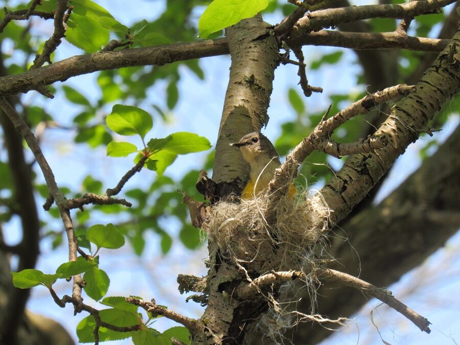 Bird in a nest in a tree.