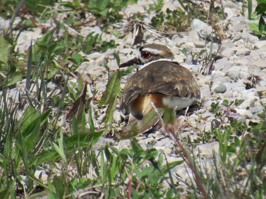 Bird on the ground.