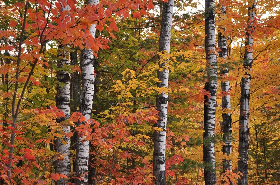 Samuel de Champlain park fall.