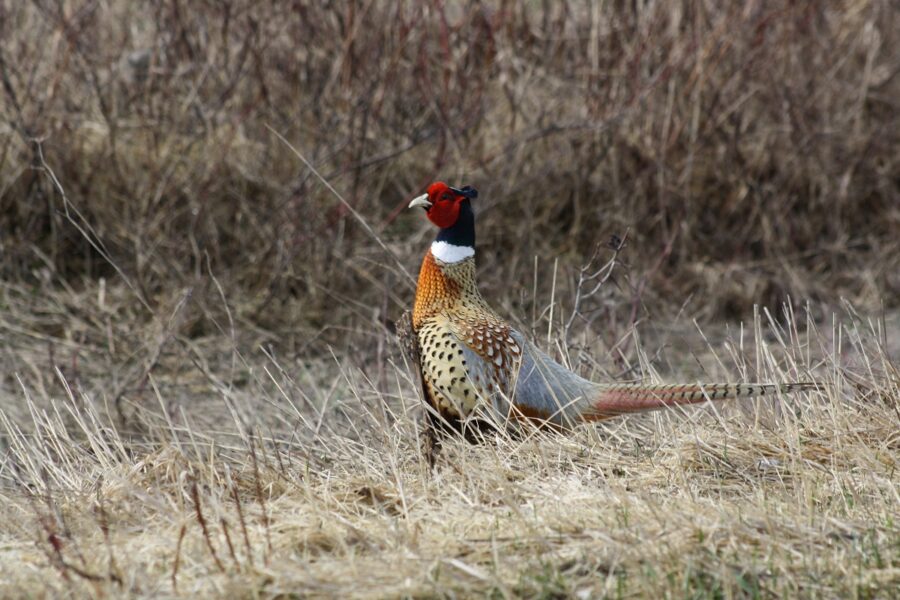 ring-necked pheasant