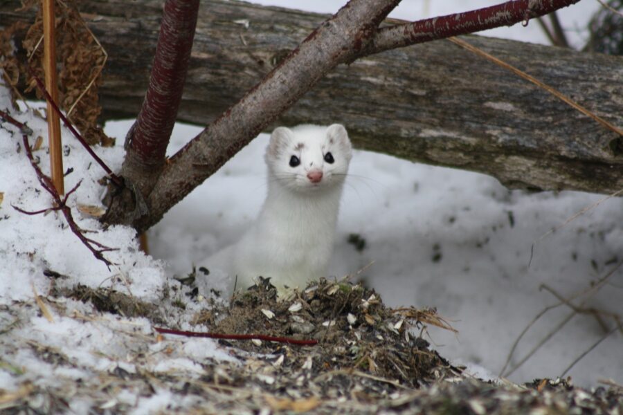 Short-tailed Weasel