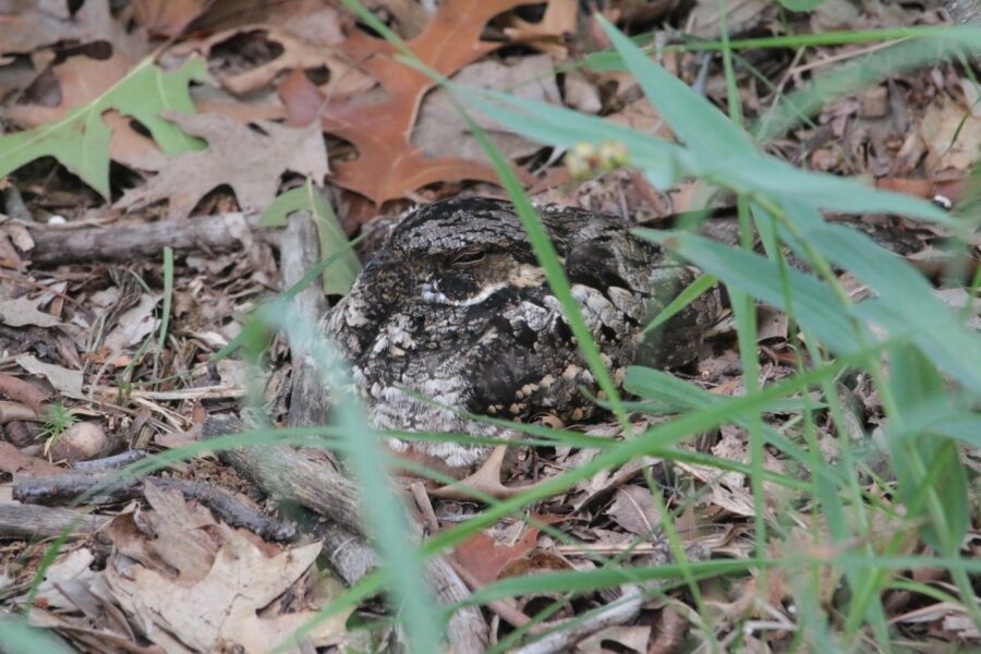 An Eastern Whip-poor-will seen incubating eggs last year in Pinery Provincial Park.