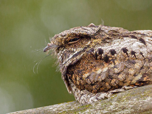 An Eastern Whip-poor-will on a branch.