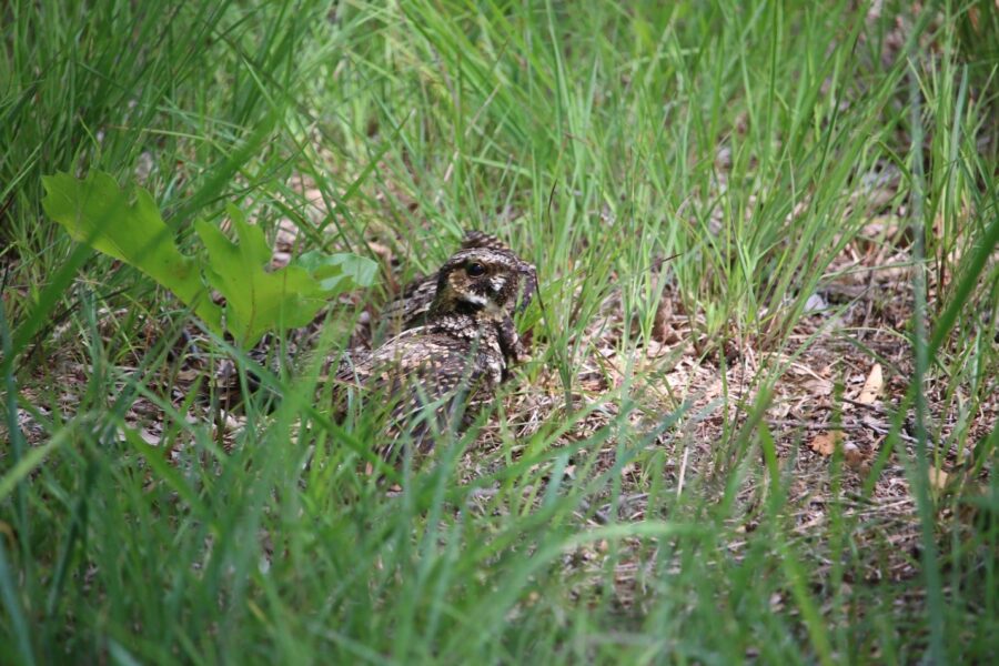 An Eastern Whip-poor-will in the grass.