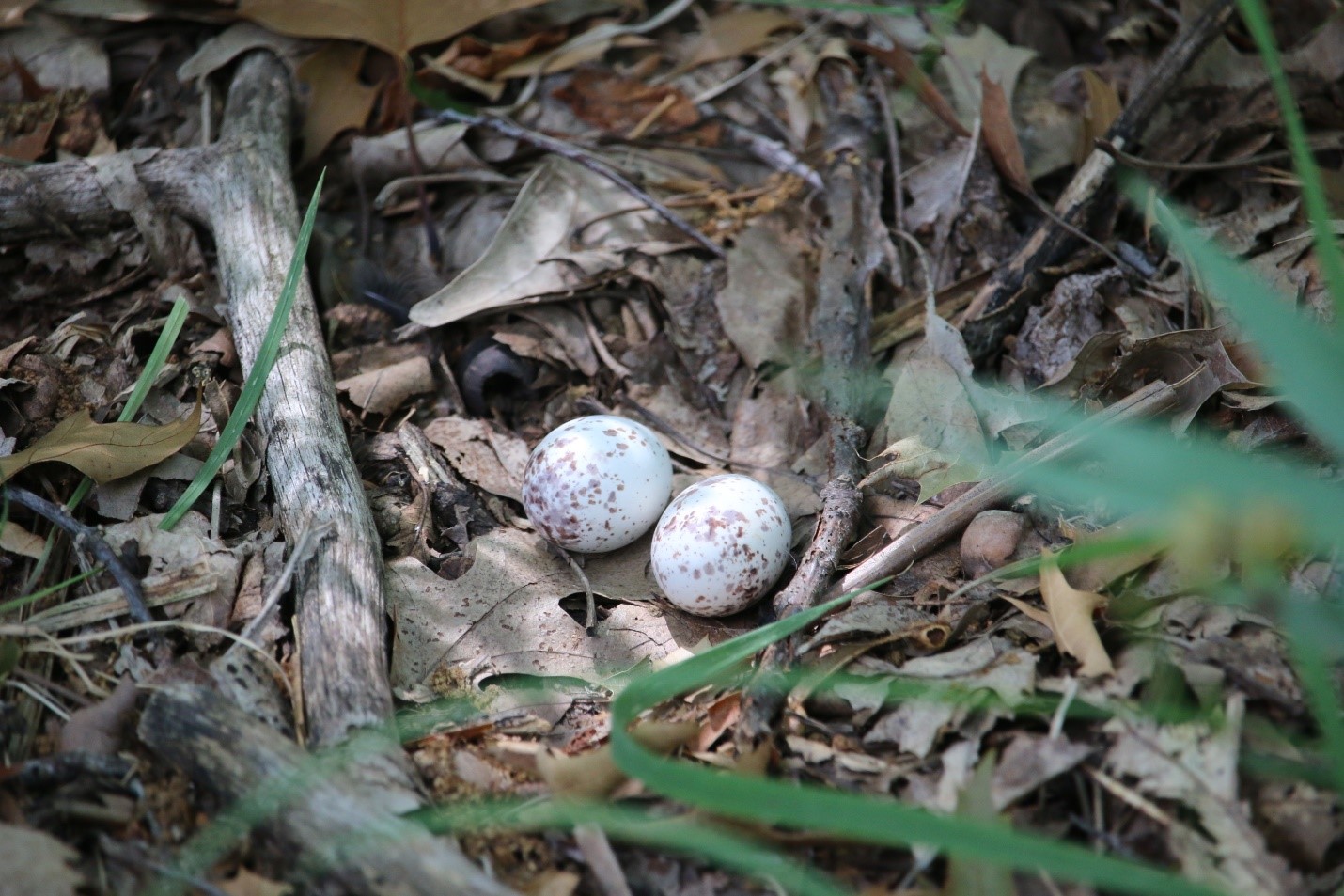 Two Eastern Whip-poor-will eggs on the ground.