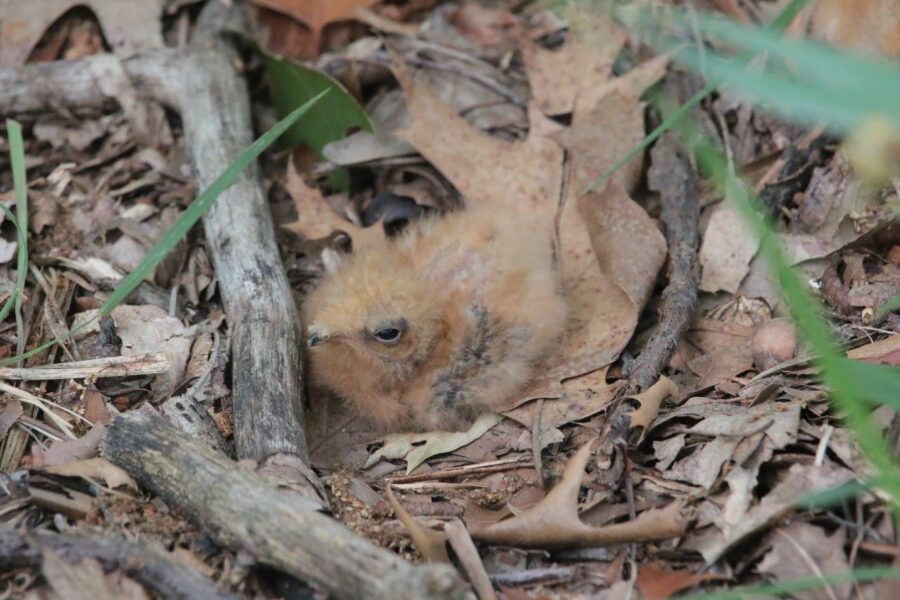 An Eastern Whip-poor-will chick.