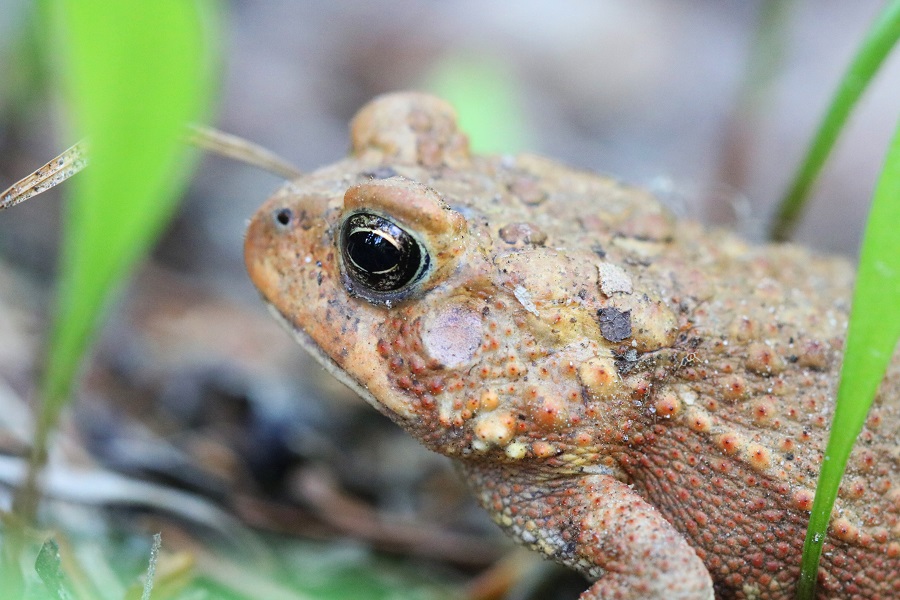 American Toad on Stubbs Falls Trail.