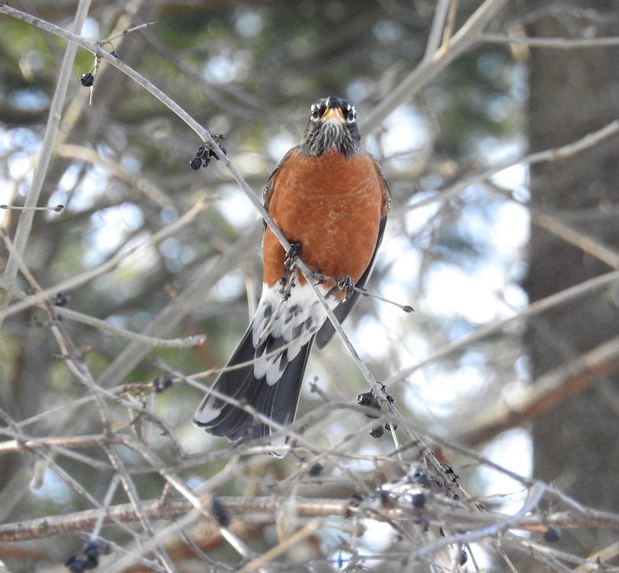 American Robin in a tree.