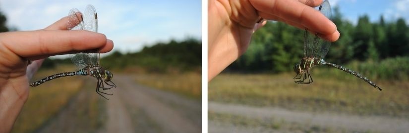 Two dragonflies held in two hands.