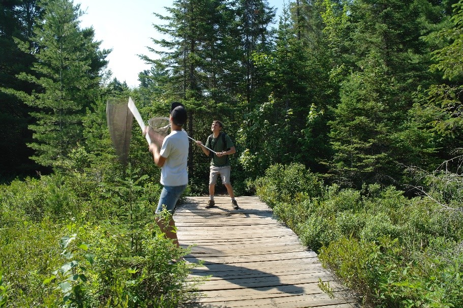 Two people swinging butterfly nets on a boardwalk.