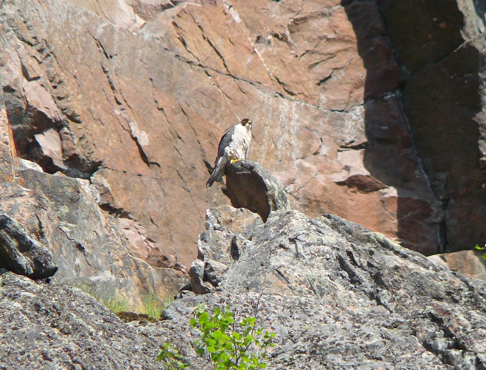 peregrine falcon