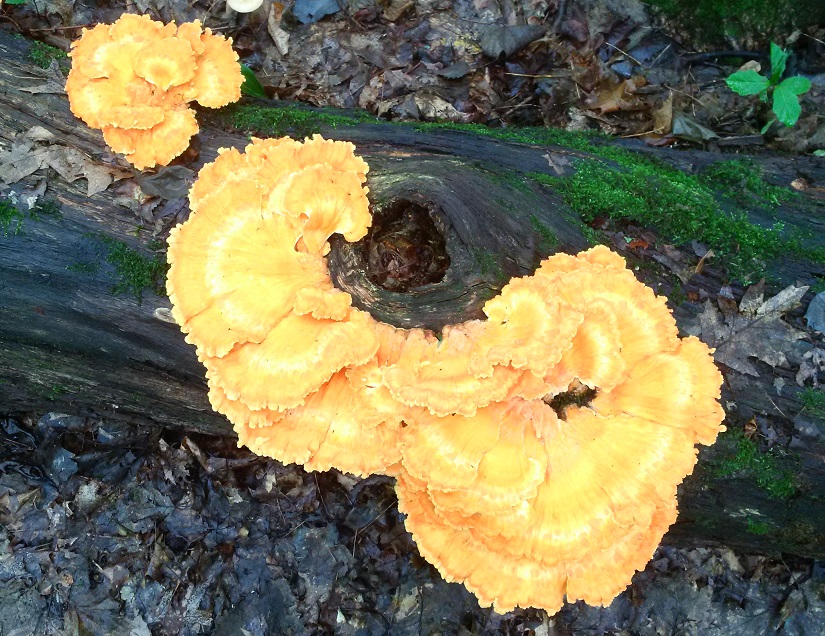 Chicken of the Woods mushroom on a log.