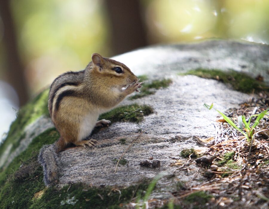 chipmunk