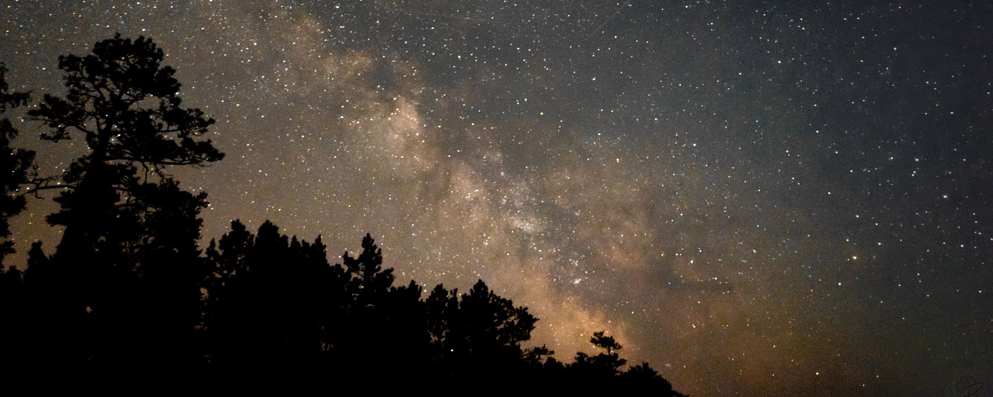 milky way over treeline