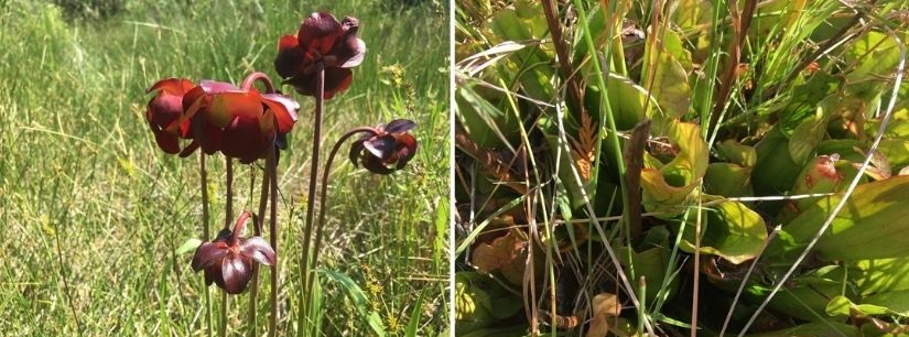 Pitcher Plant (Sarracenia purpurea)