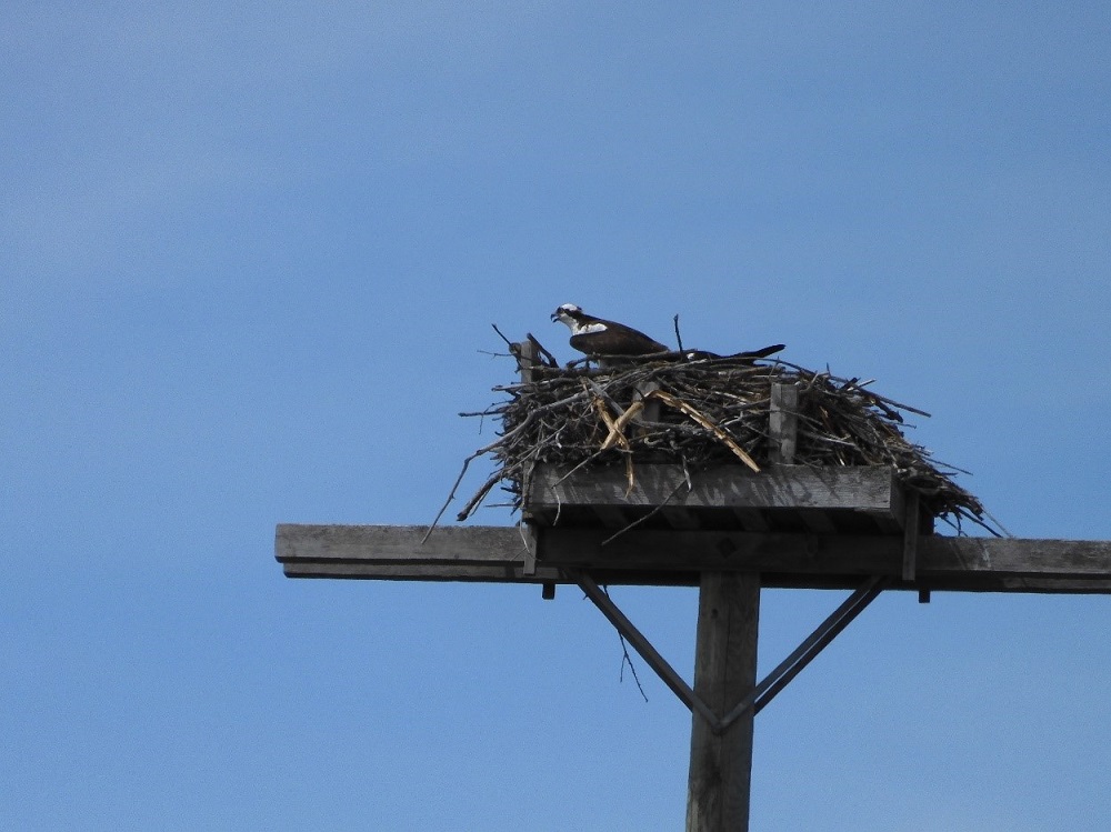 osprey