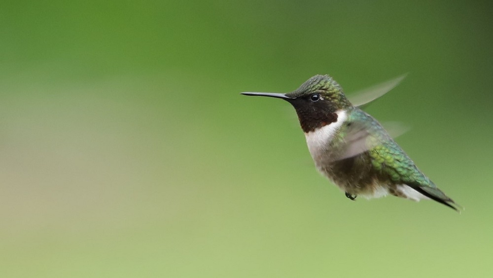 hummingbird