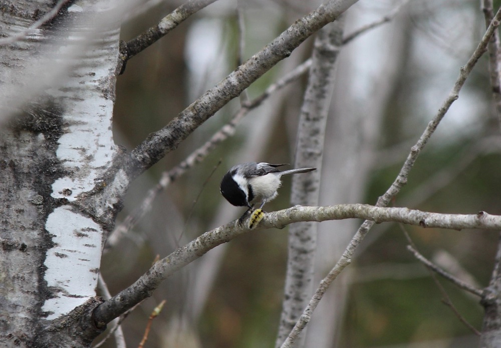 chickadee