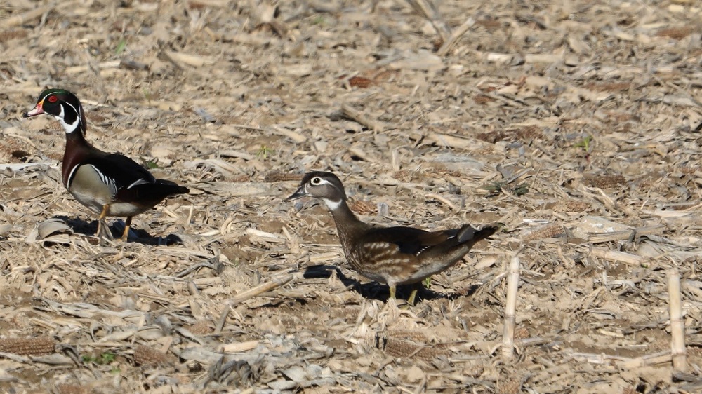 two Wood Ducks