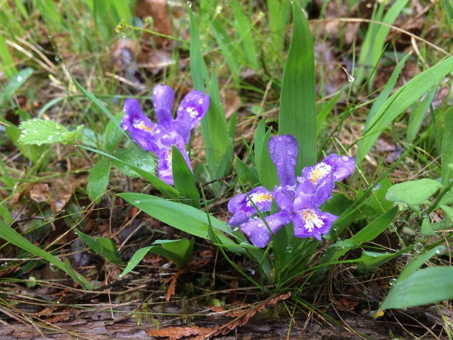 Dwarf Lake Iris (Iris lacustris).