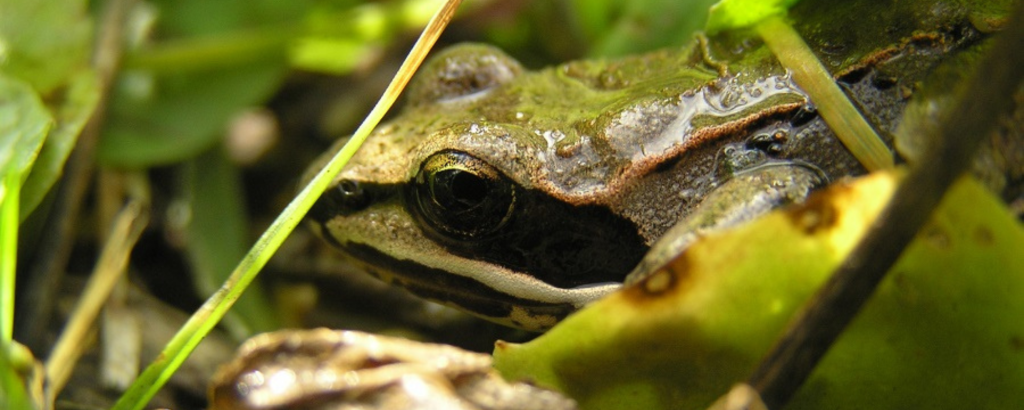 Wood frog
