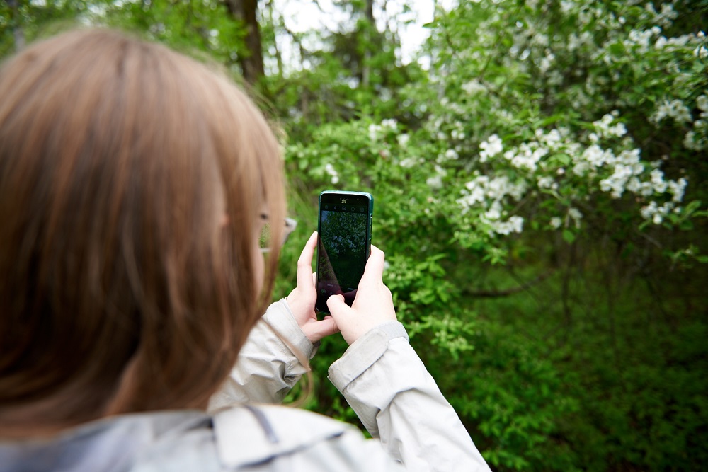 Taking a photo of a tree,