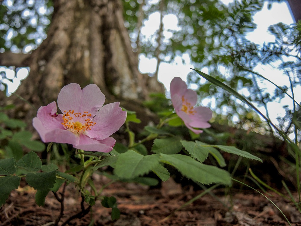 wild rose