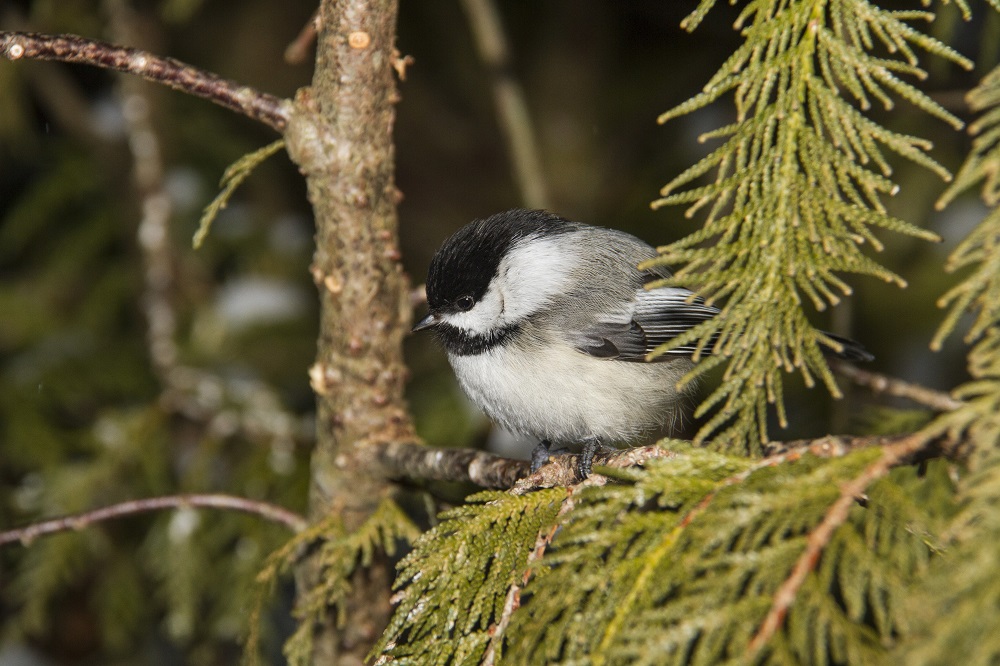 chickadee