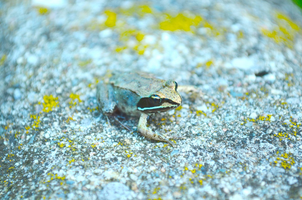 Wood Frog