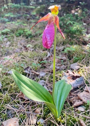 Pink Lady’s Slipper