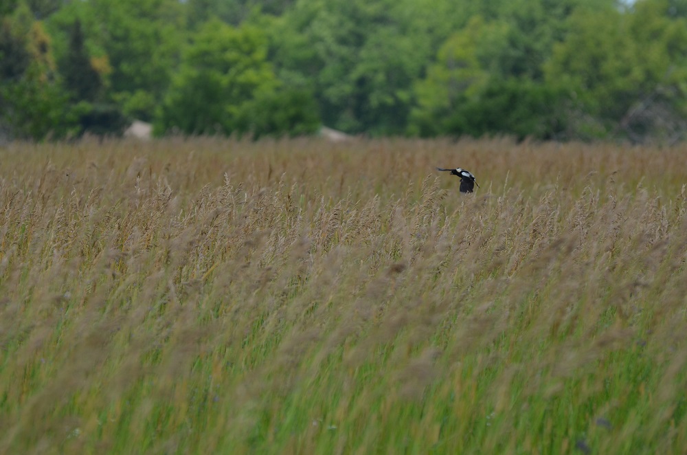 bobolink in flight