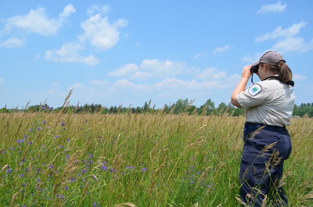 victoria in field