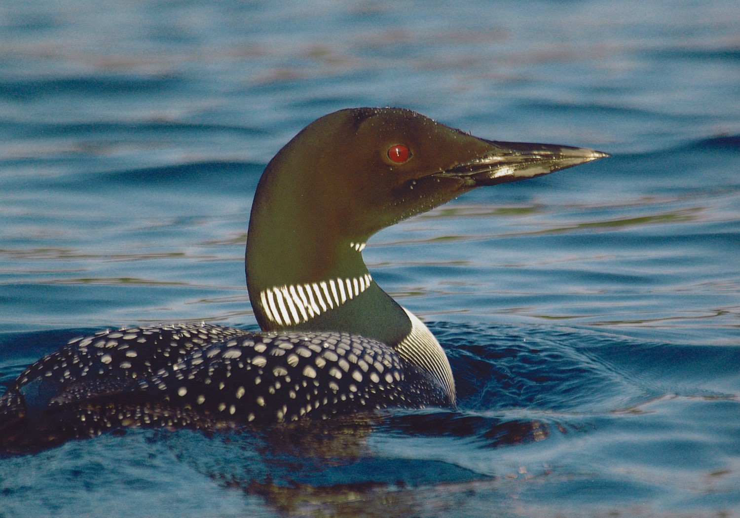 A loon floating in a lake.