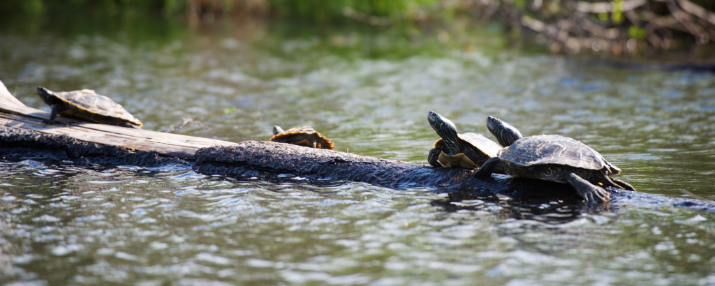 Turtles basking on a log