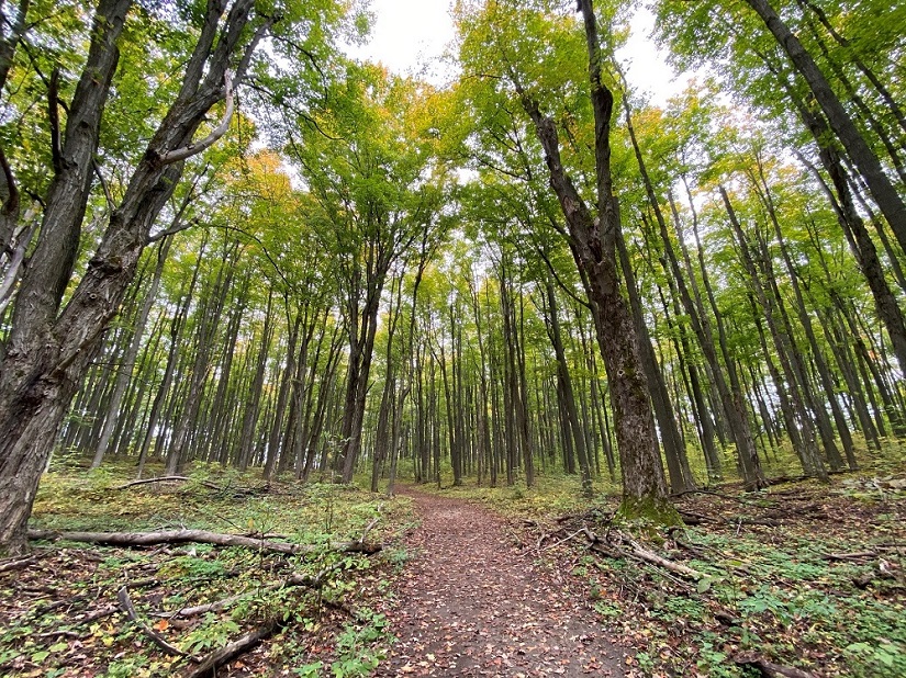 A trail through a forest.