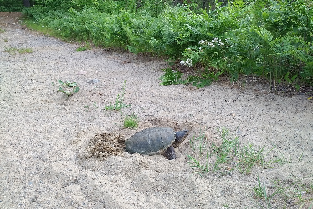 turtle in sand