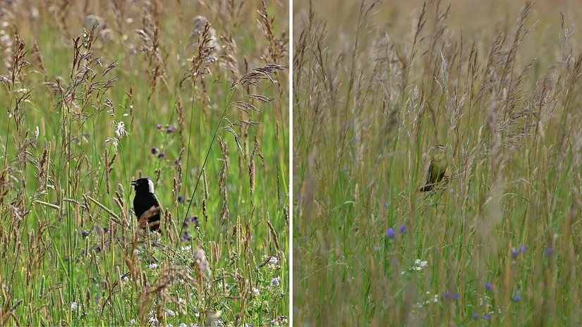 Bobolinks