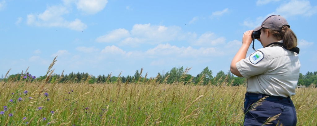 victoria in field