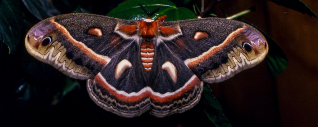 A close-up of a large moth