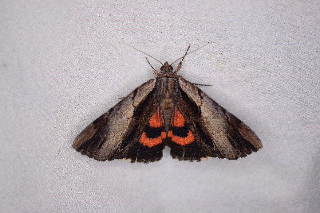 Ultronia Underwing. 