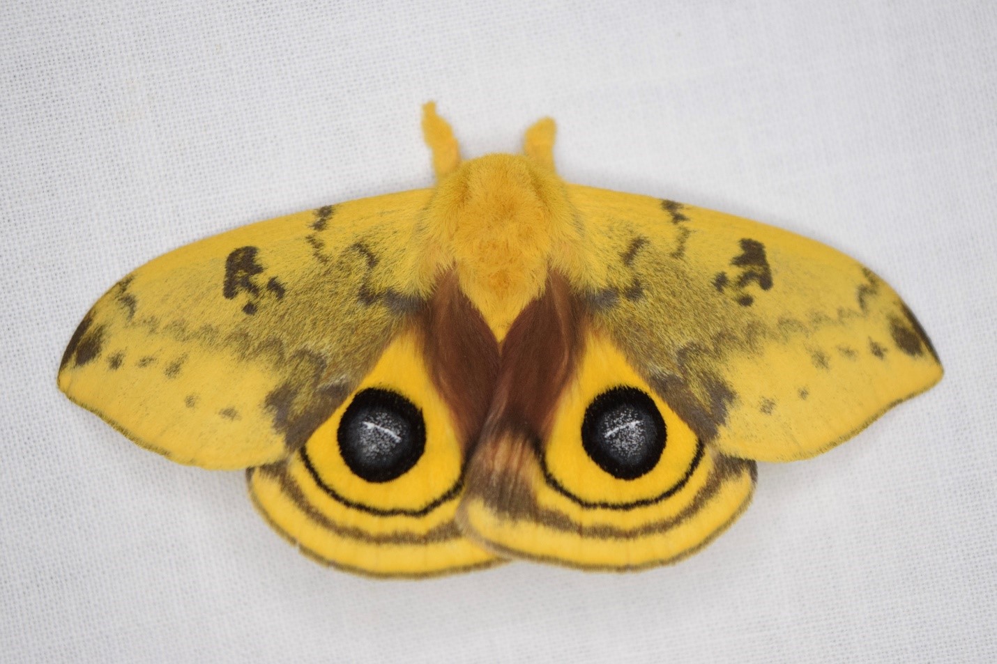 Io Moth