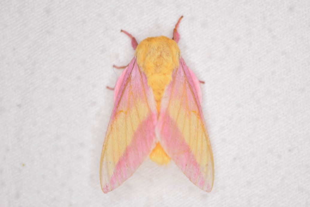 Rosy Maple Moth