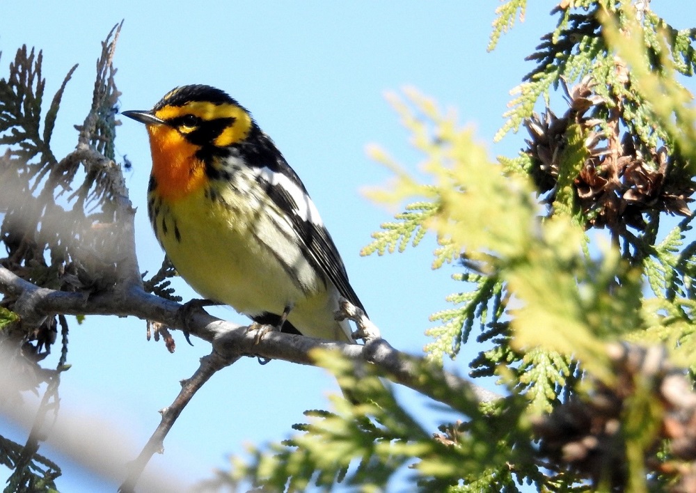 Blackburnian Warbler