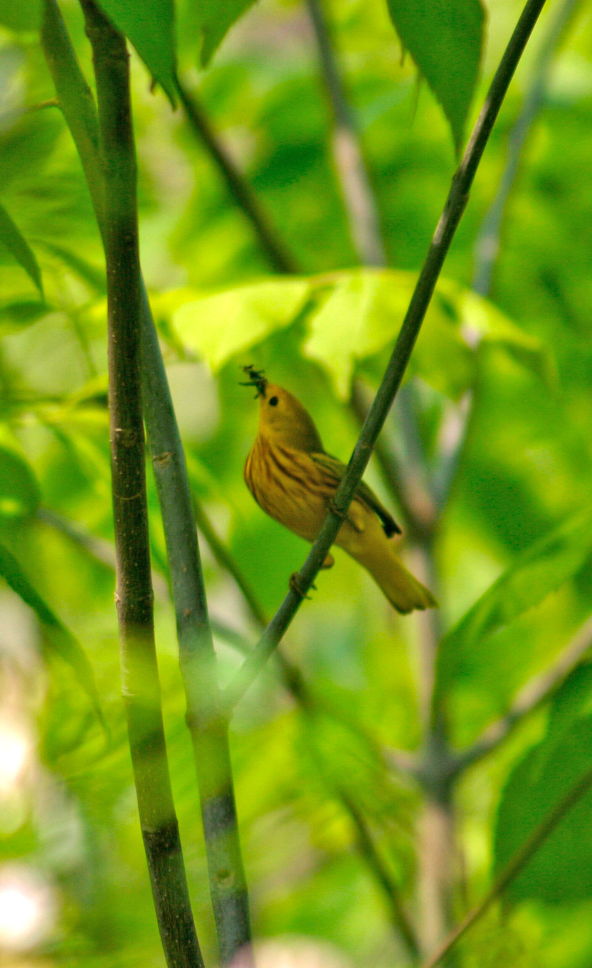 Yellow Warbler