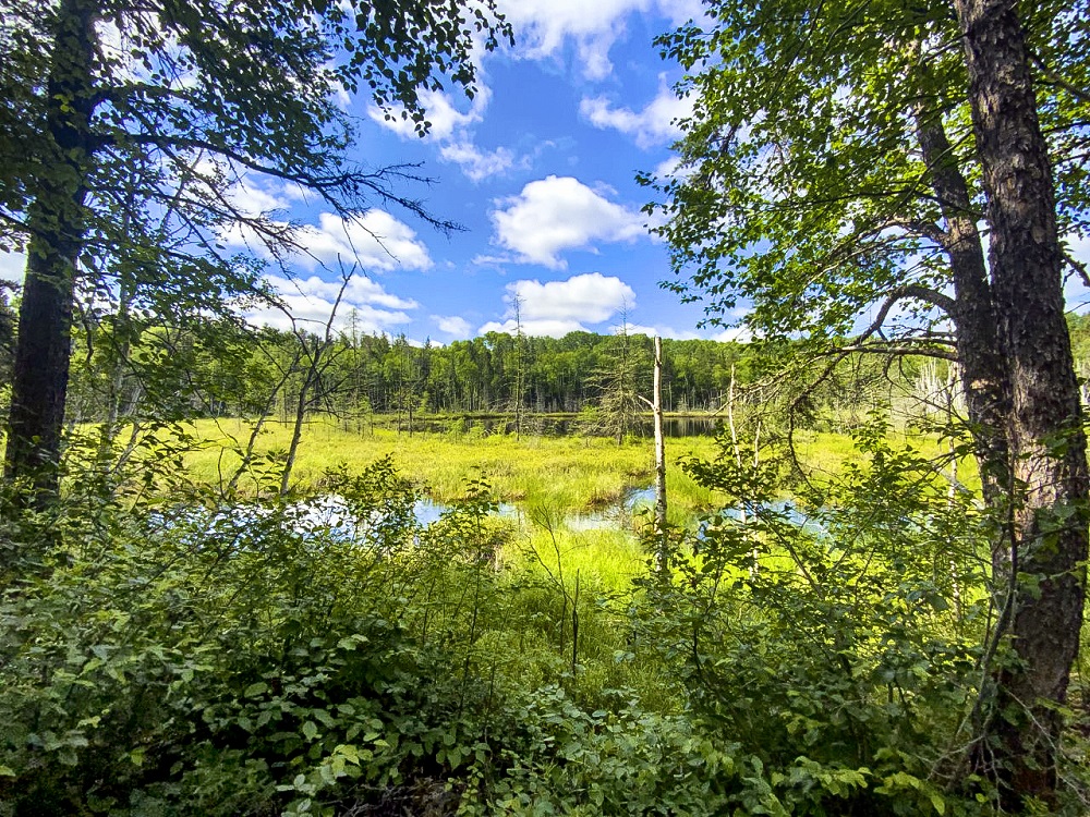 The Tamarack Trail 