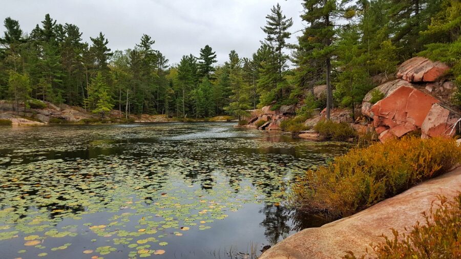 pink rocks alongside pond full of lilypads in forest