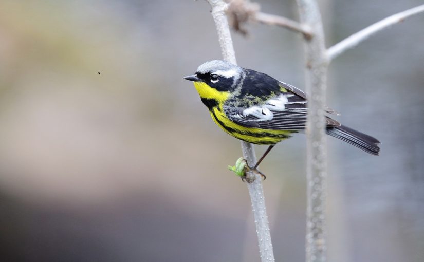 Magnolia Warbler