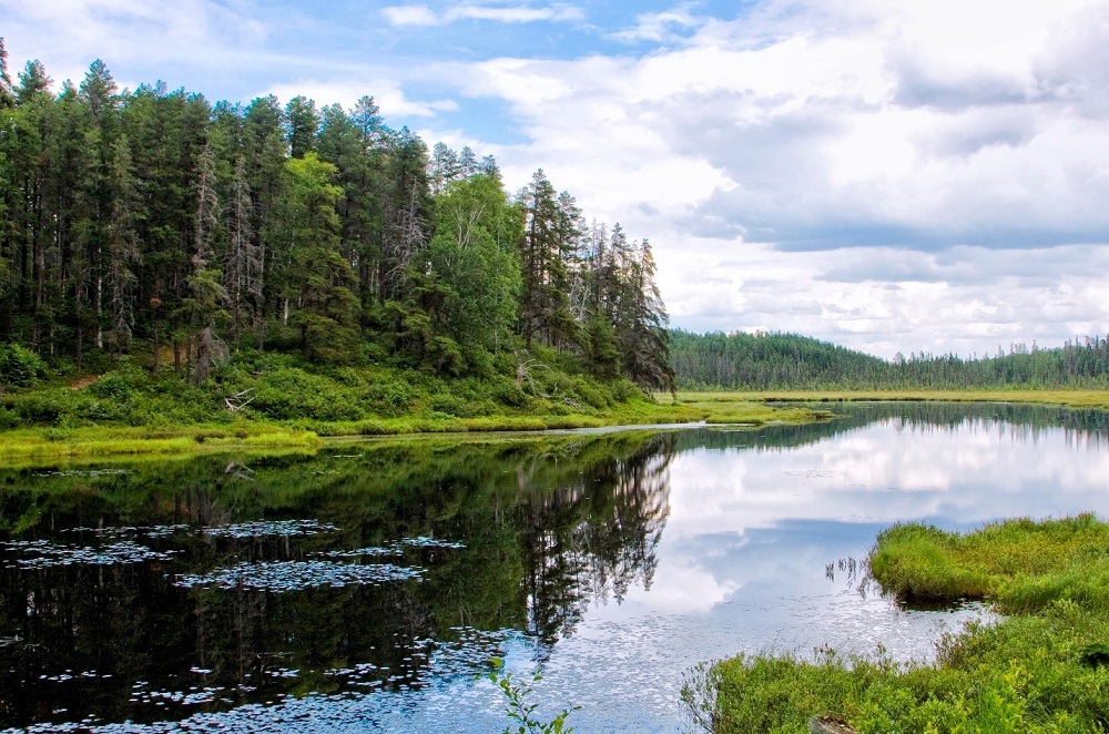 forested shoreline