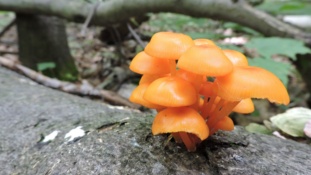 cluster of orange mushrooms on fallen log